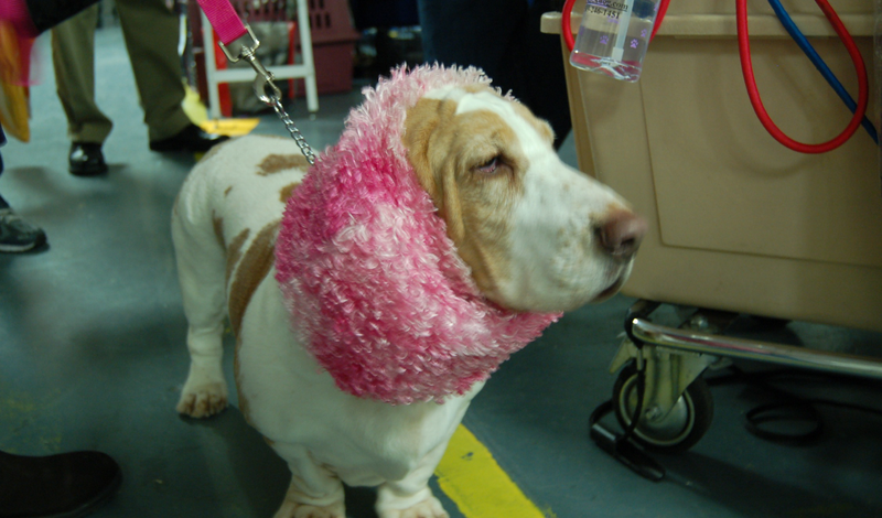 Illustration for article titled Picking Up Scraps At The Westminster Dog Show